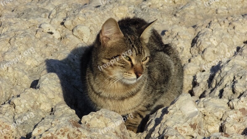 Cat Stray Beach Animal Cute