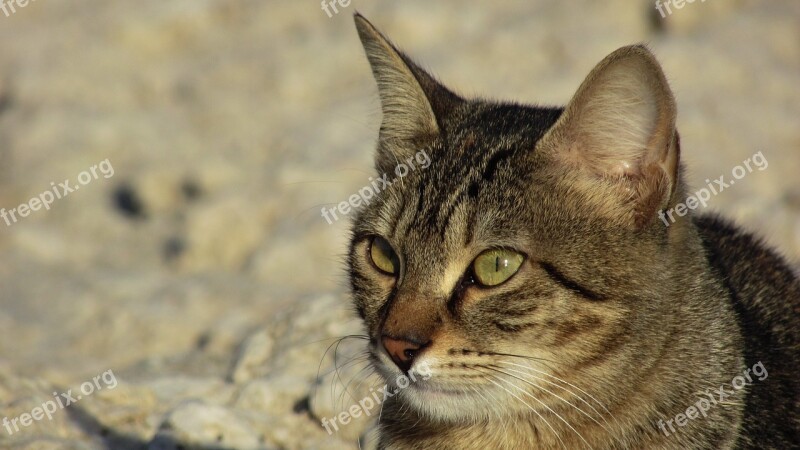 Cat Stray Animal Cute Outdoor