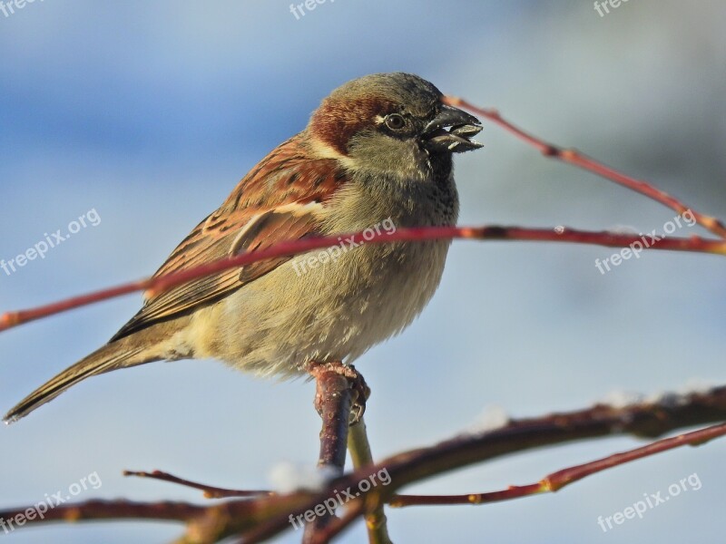 Bird Winter Nature Snow Cold