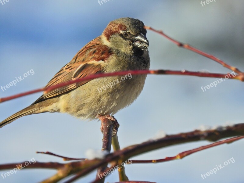 Bird Winter Nature Snow Cold