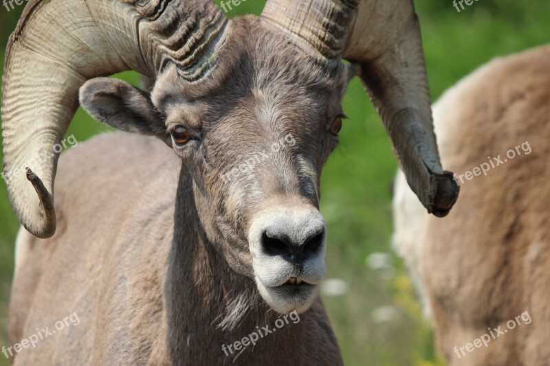 Bighorn Ram Male Sheep Mammal