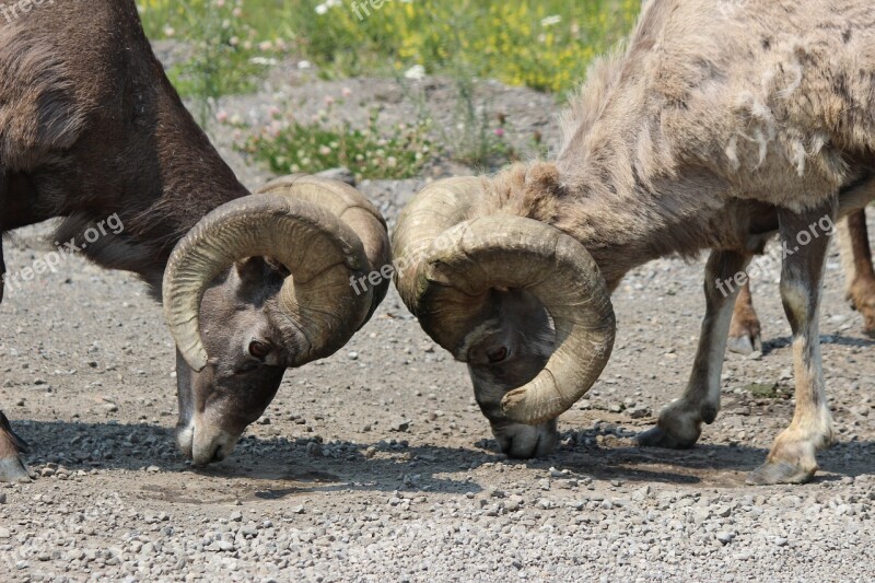 Big Horn Ram Sheep Animal