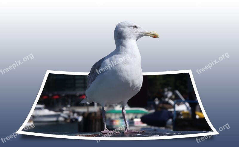 Seagull Bird Polaroid Isolated Free Photos