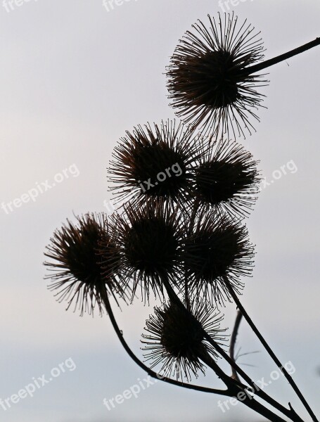 Hook And Loop Closure Silhouette Winter Fruits Barb