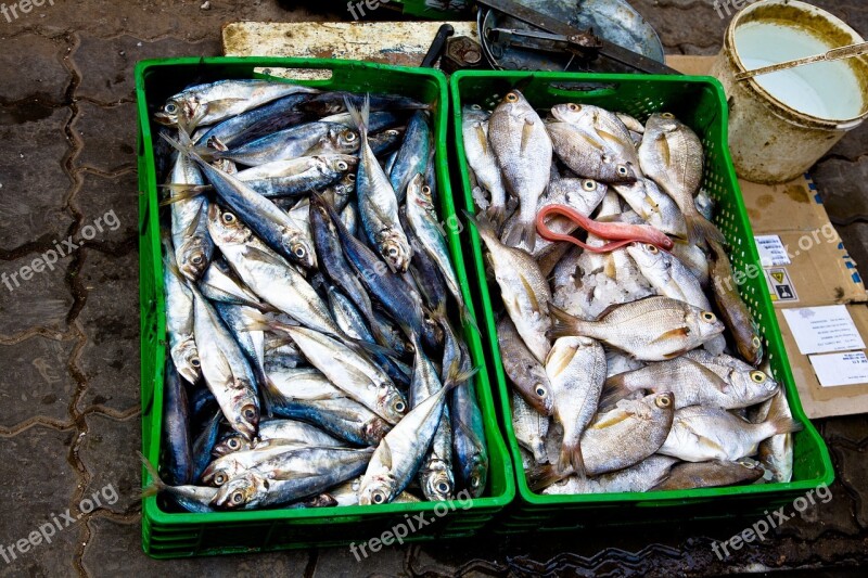 Fish Market Food Seafood Fresh