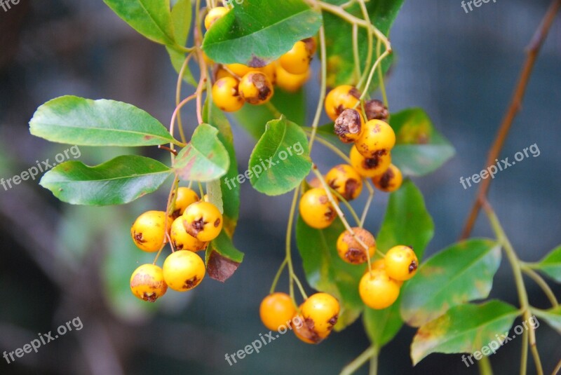 Yellow Berries Leaves Hedge Garden Nature