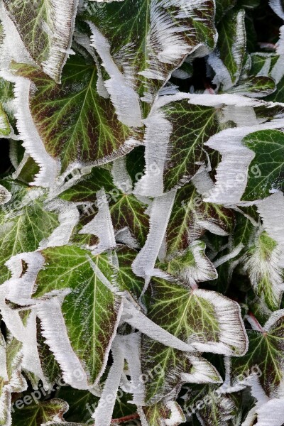 Frost Ivy Eiskristalle Frozen Free Photos