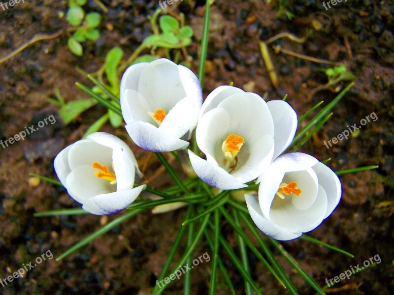 Crocus White Flower Spring Free Photos