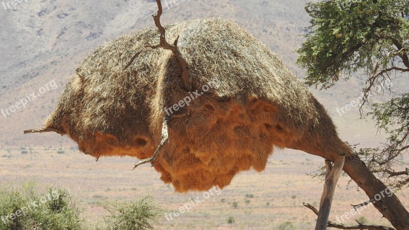 Webervogel Africa Wilderness Nest Safari