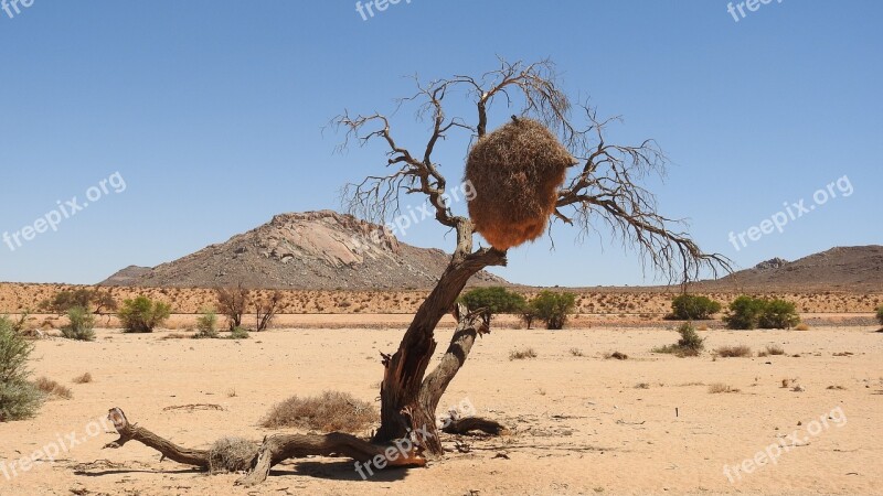 Desert Namibia Kalahari Desert Africa Webervogel