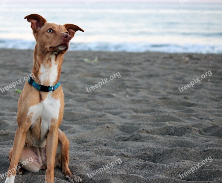 Hound Dog Beach Pet Summer