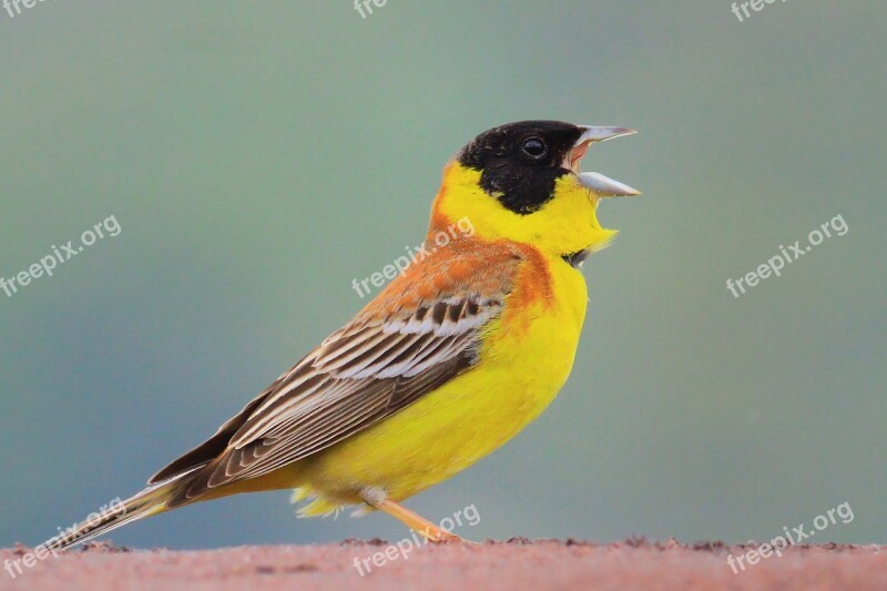 Bird Black-headed Bunting Karabaşl Cinta Cintia Emberiza Melanocephala