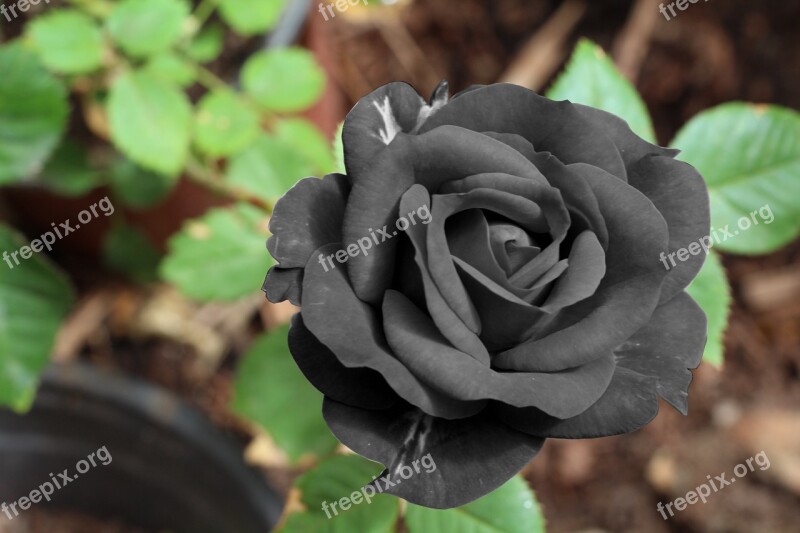 Rosa Black Color Sadness Sad