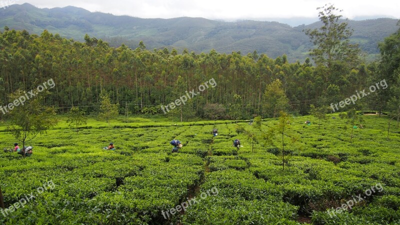 Tea Plantation India Munnar Tea Green