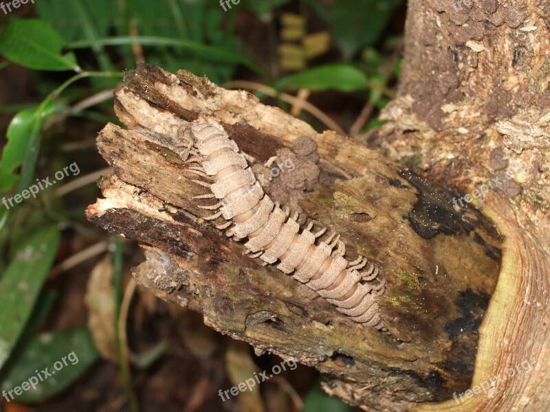 Centipede Wood Centipede Insect Free Photos