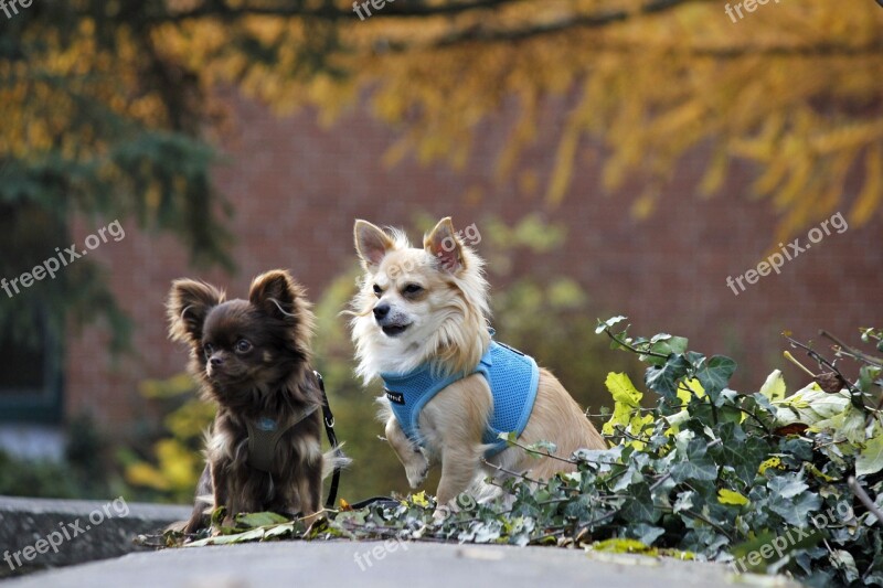 Two Dogs Pet Friends Nature Purebred Dog