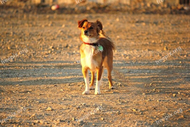 Hybrid Dog Standing Dog Training Dog School