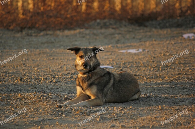 Hybrid Evening Sun Dog Training File Space