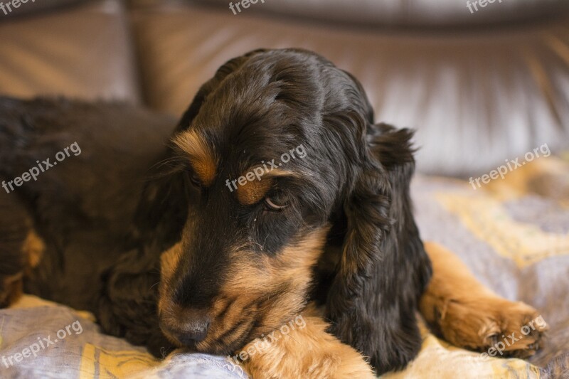 Dog Animals Cocker Spaniel Brown Fur Sad