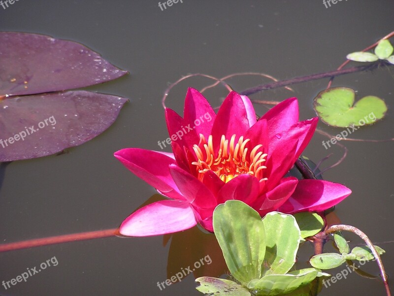 Red Water Lily Red Waterlily Lotus Flower Pond