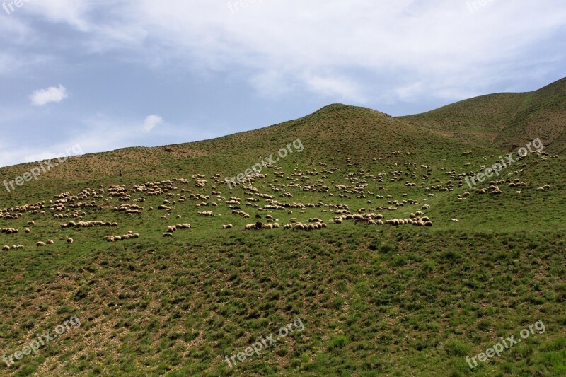 Nature Mountain Herd Grassland Green