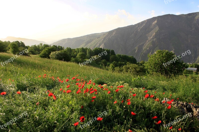 Nature Landscape Mountain Papaver Rhoeas Hakkari