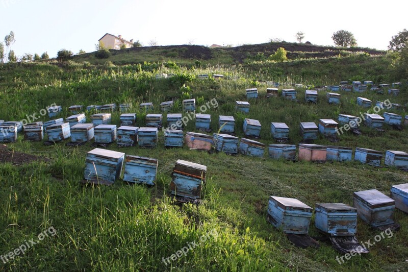 Beekeeping Hive Mountain Grassland Taylor