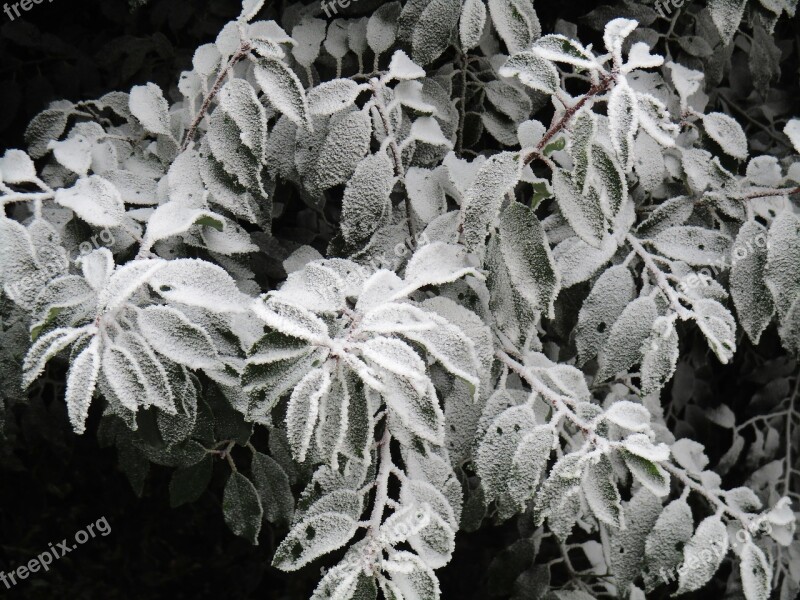 Leaves Frosted Frost Chalon Park