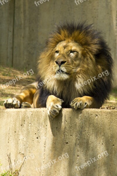 Lion Zoo Animal Laying Down Proud