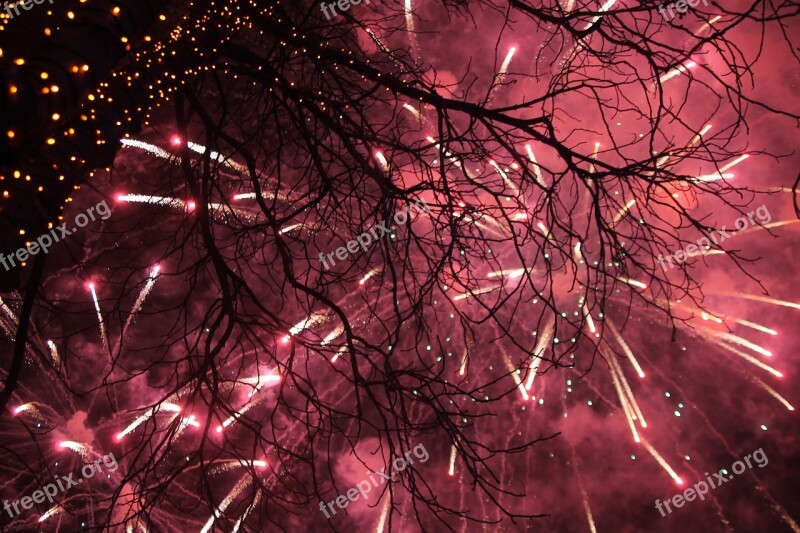 Salute New Year's Eve Fireworks Nature Tree