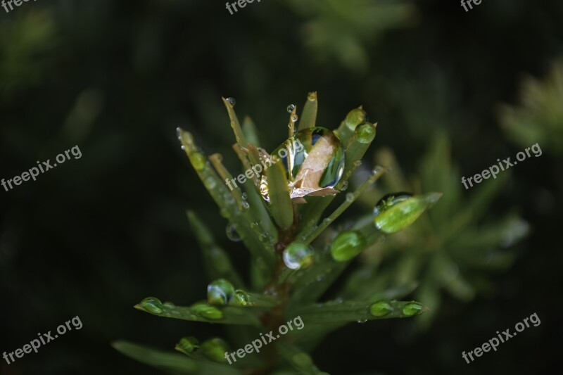 Plant Water Droplet Nature Green