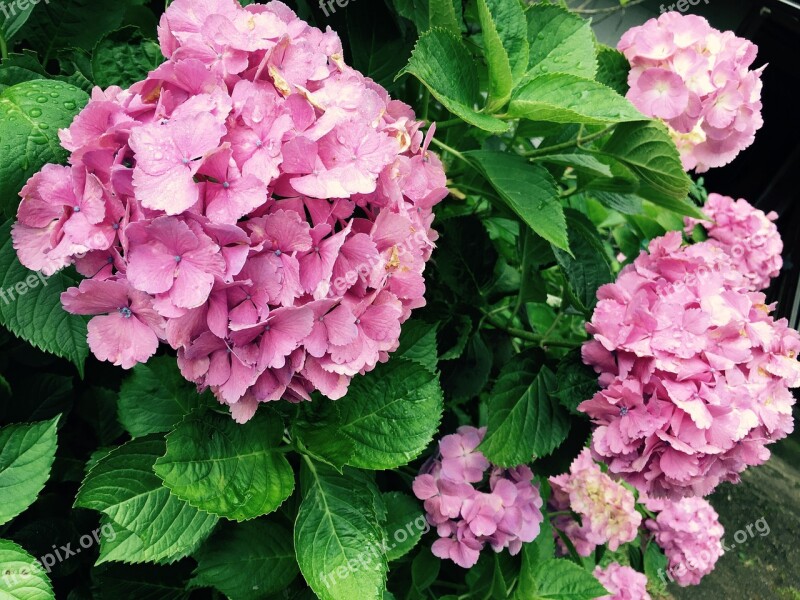 Hydrangea Rainy Season Purple Flowers Flowers Flower