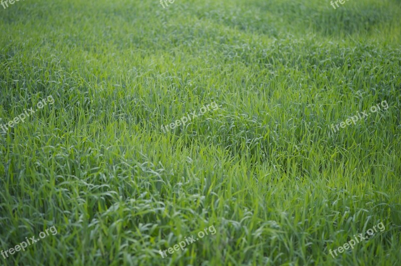 Corn Field Early Summer Green Gradd Field