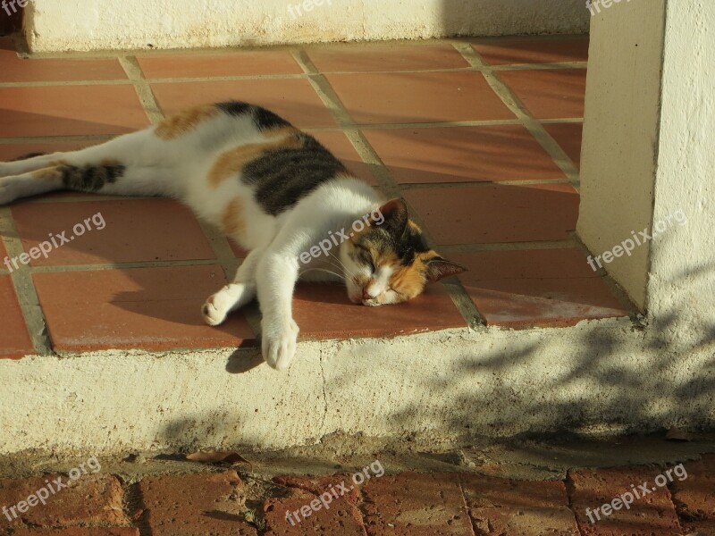 Sleeping Cat Relaxation Country Holidays Chilling Out Relax