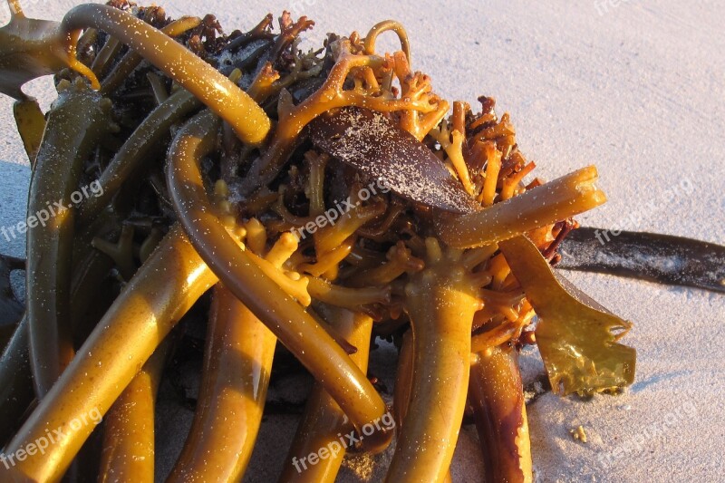 Kelp Seaweed Beach South Africa Ocean