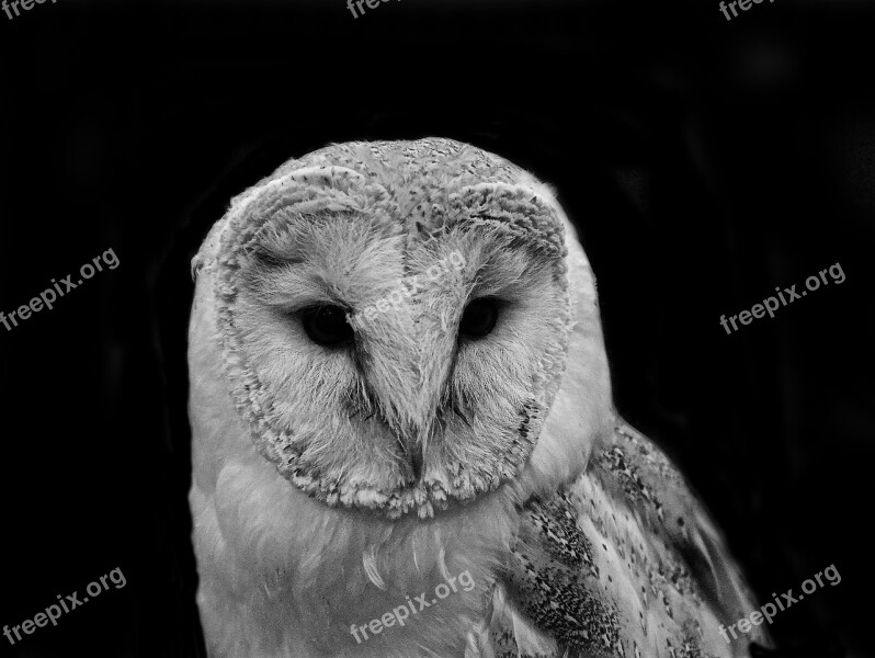 Barn Owl Bird Wildlife Animal