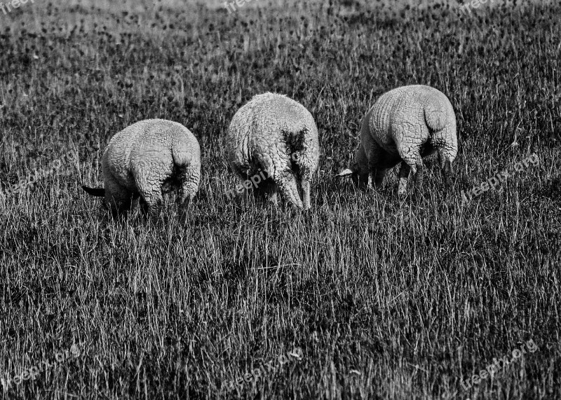 Sheep Backside Black White Back View