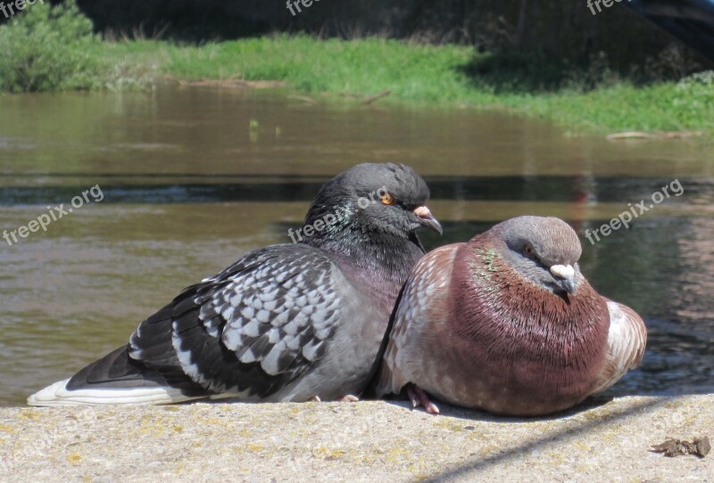 Pigeons Animal Plumage Nature Wild Birds