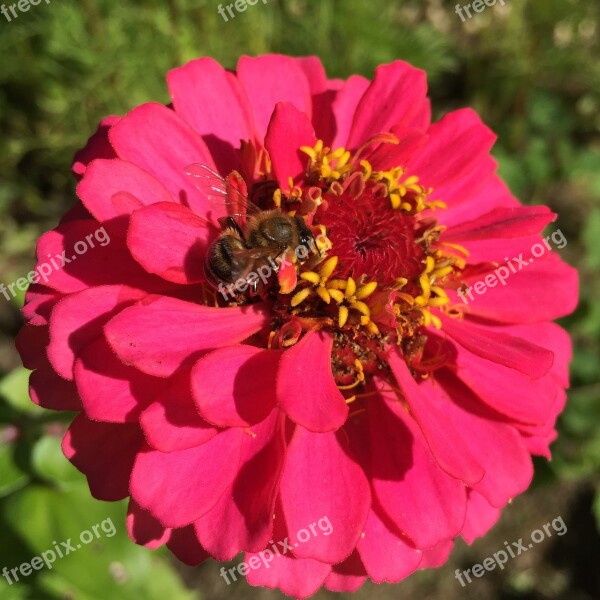 Zinnia Bee Honeybee Pollination Wildlife