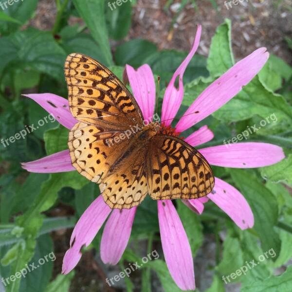 Butterfly Flower Coneflower Pink Spotted