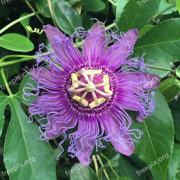 Passionflower Purple Flower Floral Plant