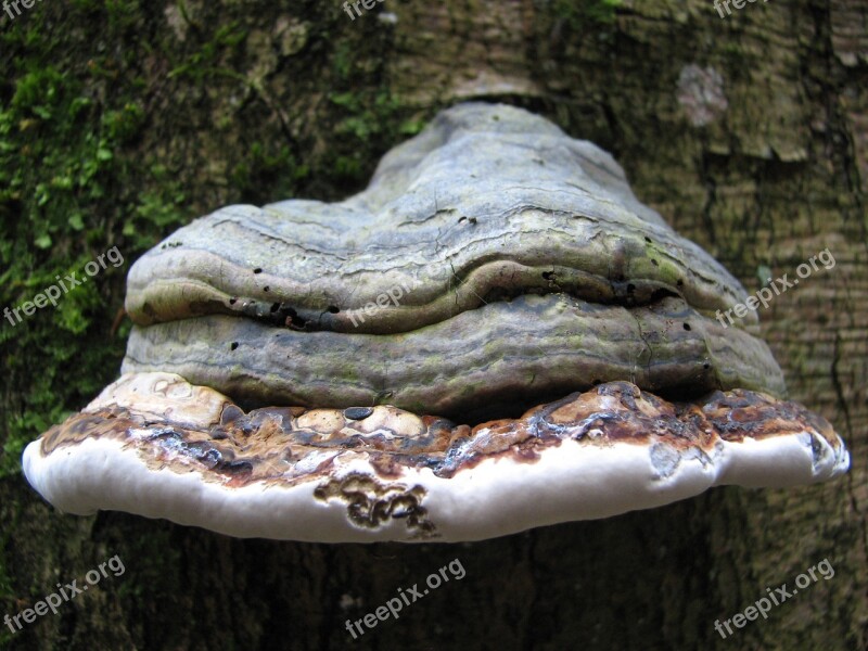 Autumn Forest Nature Fungi Punk