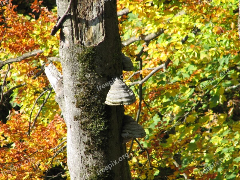 Autumn Fungi Punk Nature Forest