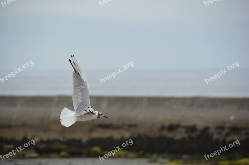 Bird Bird Flight Seagull Brittany Water Bird