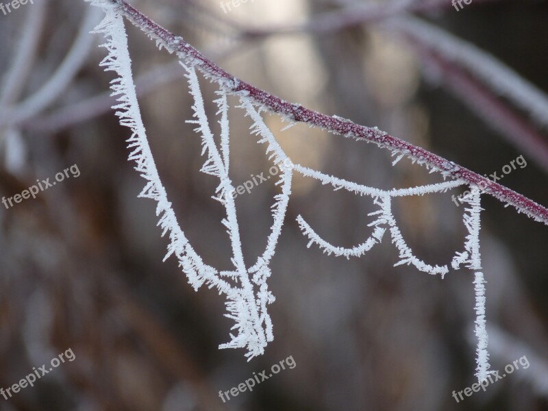 Hoarfrost Frost Cold Cobweb Eiskristalle