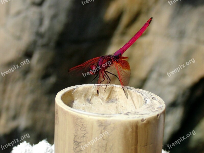 Red Dragonfly Dragonfly Insect Diptera Closeup