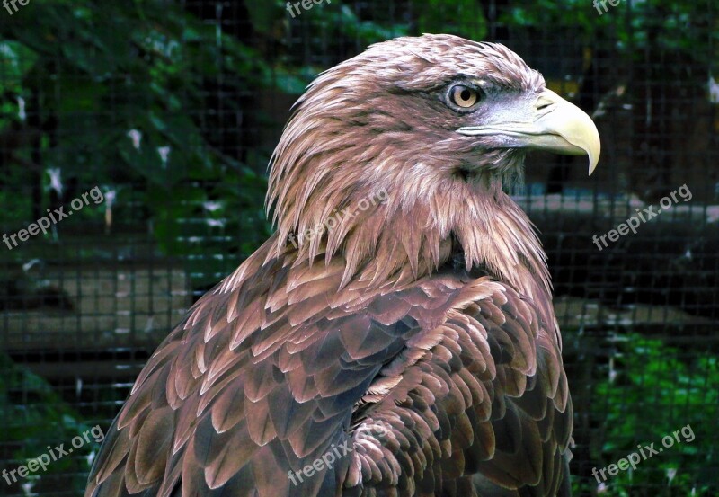 Golden Eagle Bird Of Prey Aquila Chrysaetos Eagle Predator