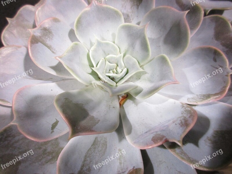 Succulent Plant Succulent Houseplant Nature Texture