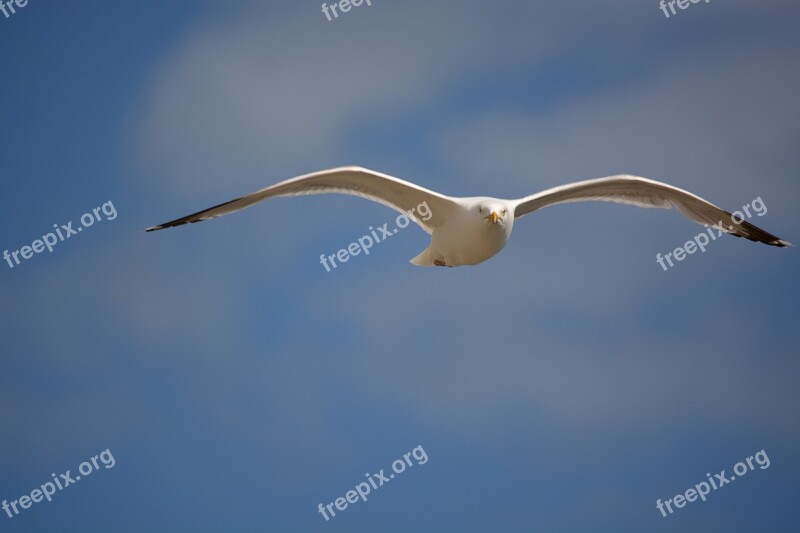 Seagull Gull Sky Sea Animal