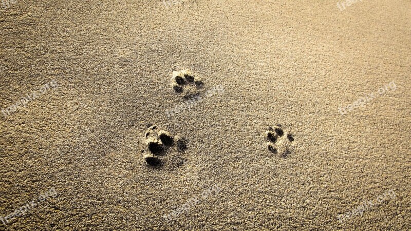 Cat Prints Sand Footprint Beach Mark